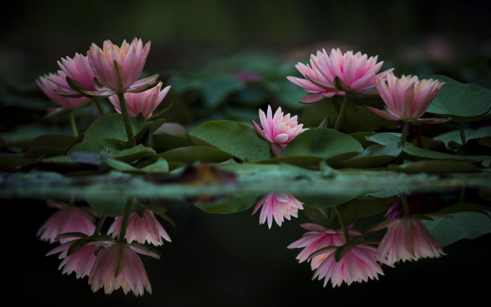 Fondos de pantalla : Floar, naturaleza 1920x1200 - AlexandruM ...