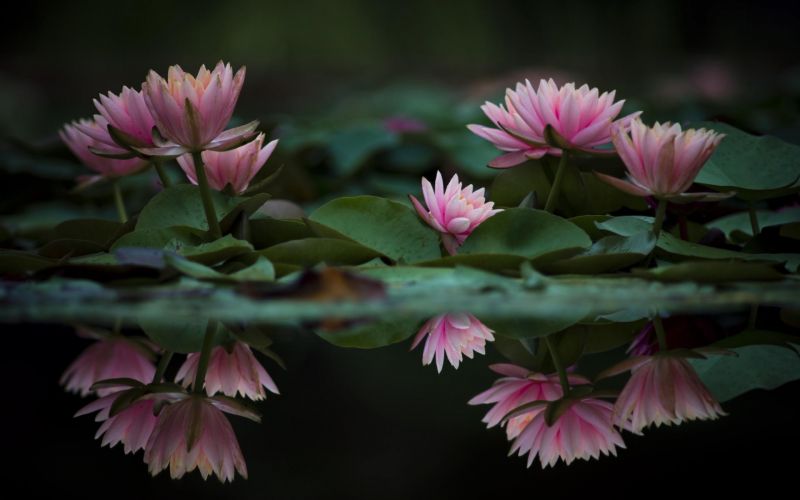 floare,ธรรมชาติ