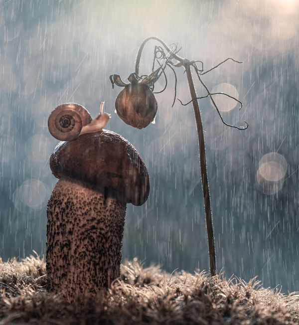 depth of field,insect,insects,mushroom,nature,photography