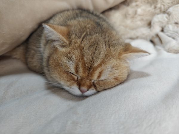 cat