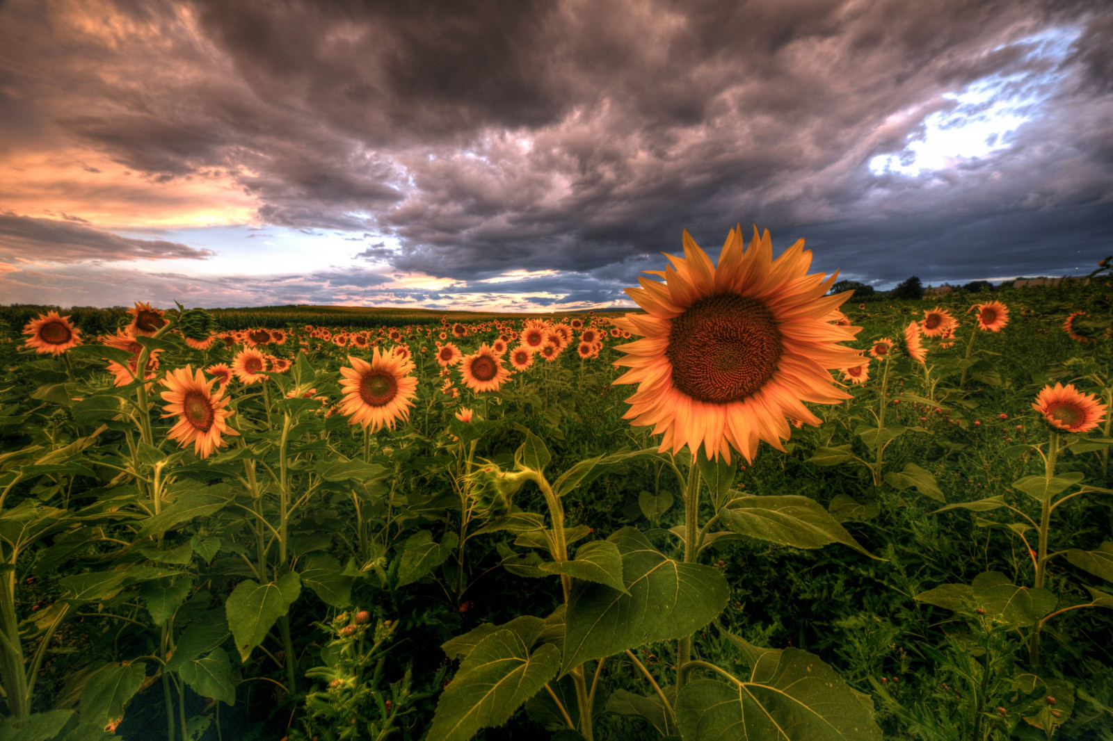 Vogel, blauer Himmel, hell, ruhig, Schlucht, Nahansicht, gemütlich, Umwelt, Abend, Flug, Flora, Wald, düster, home decor, Landschaft, Lebensstil, Langzeitbelichtung, Kleiner Winkel, üppig, Makrofotografie, majestätisch, Wiese, Berg, Natur, Nacht-, Ozean, friedlich, Fluss, romantisch, szenisch, Möwe, geräumig, Frühling, Strom, stilvoll, Sommer-, Sonnenlicht, Sonnig, Sonnenuntergang, Reise, Baum, Dämmerung, Wasserfall, weiter Winkel, Flügel