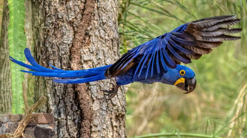 flyvende,natur,papegøje,træ