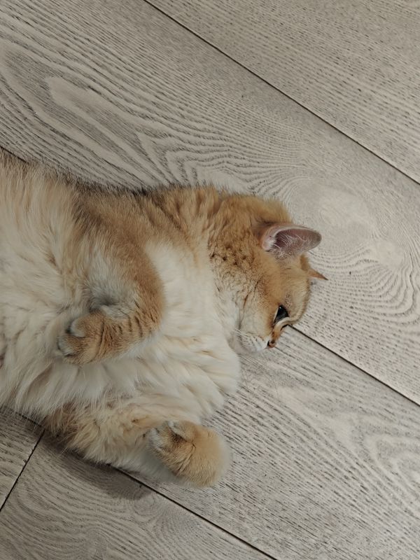 gatto