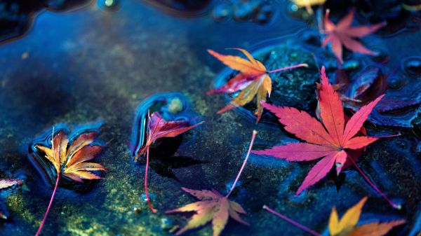 maple