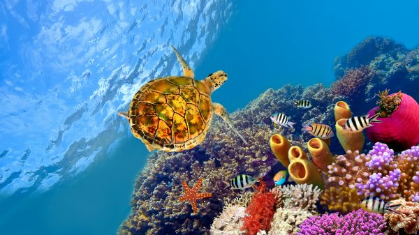 blue,coral reef,ocean,sea
