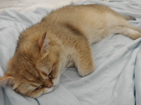 kissa