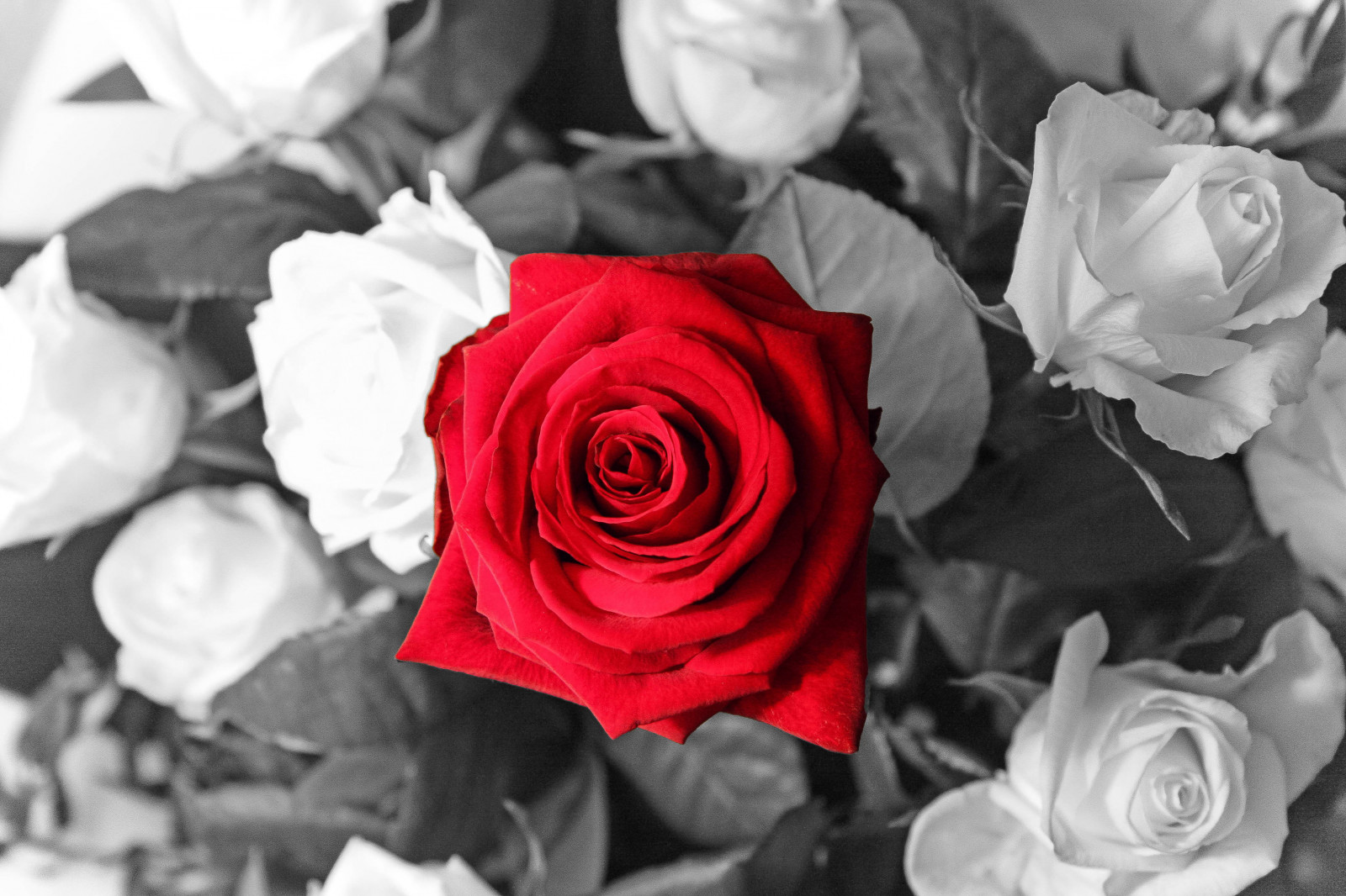 akce, sportovec, míč, trenér, soutěž, soud, ženský, krytý, trikot, skákání, síť, hráč, profesionální, šortky, tenisky, sport, tým, jednotný, volejbal, volejbalový hráč, žena