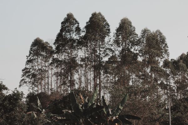 trees,mood,moody,Sunny