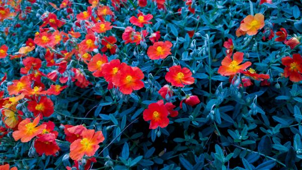 blooming,flowers