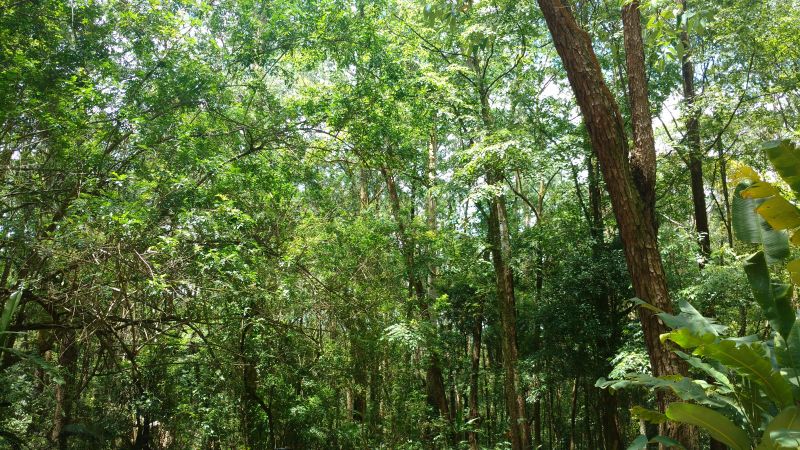 树木,树叶,植物,景观,公园