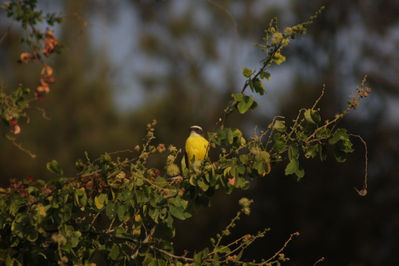 สัตว์,นก,ธรรมชาติ