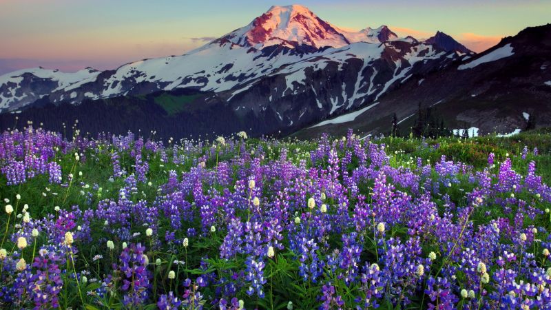 hd,flowers,mountain