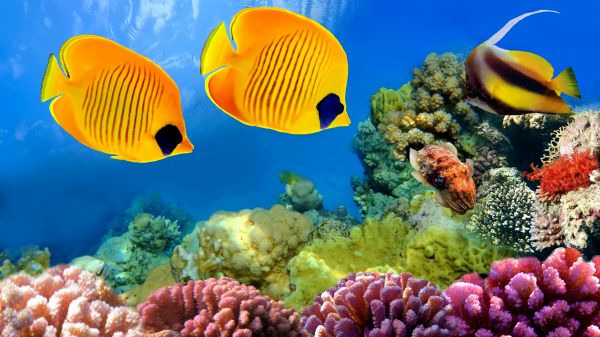 blue,coral reef,ocean,sea