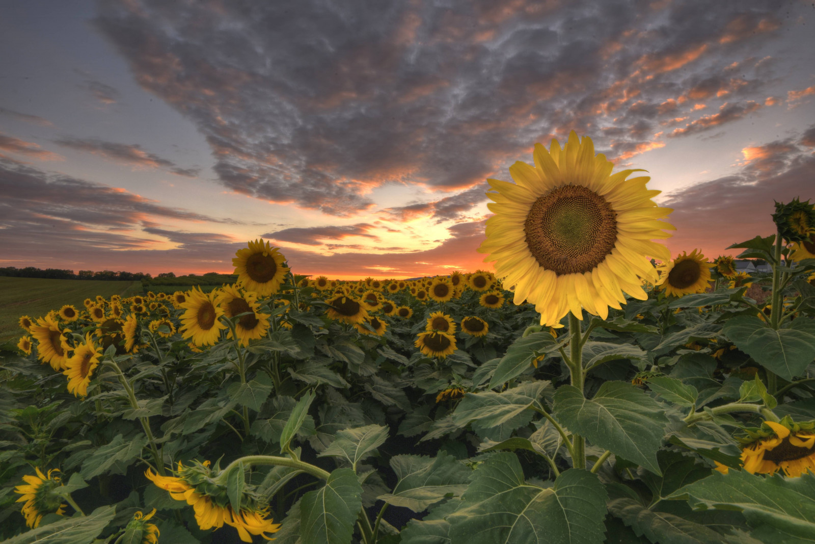 pták, modrá obloha, jasný, uklidnit, kaňon, zblízka, útulný, životní prostředí, večer, Let, flóra, les, ponurý, home decor, krajina, životní styl, dlouhé expozice, nízký úhel, bujný, makro fotografie, majestátní, louka, hora, Příroda, noc, oceán, klidný, řeka, romantický, scénický, racek, prostorný, jaro, proud, stylový, letní, slunečnímu záření, Slunný, západ slunce, cestovat, strom, Soumrak, vodopád, široký úhel, křídla