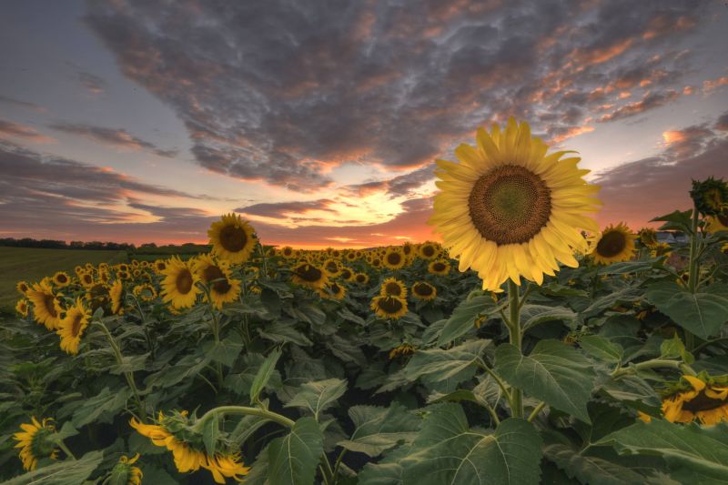 pták,modrá obloha,jasný,uklidnit,kaňon,zblízka