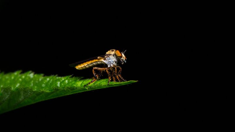 architektura,asijský,atmosféra,podzim,sáčky,Včela