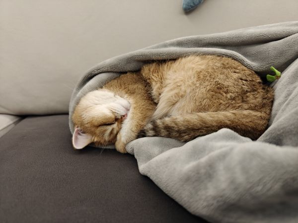 Camera da letto,gatti,divano