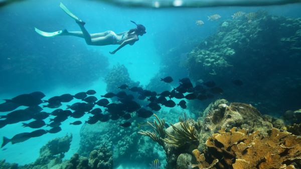 girl,blue,coral reef,ocean,sea
