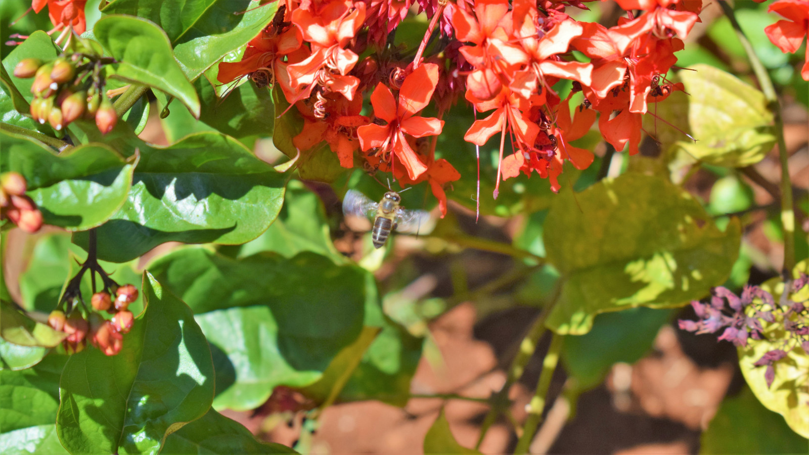 Fondos de pantalla : natural, abejas, Insectos, Flores, escritorio