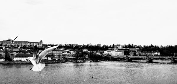 Charles Bridge