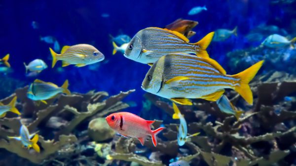 blue,coral reef,ocean,sea