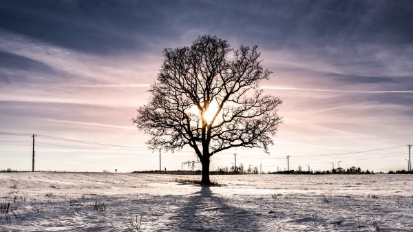 tree