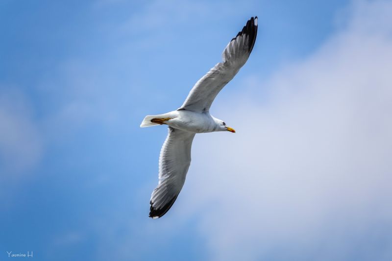 4k,hd,high definition,วอลล์เปเปอร์