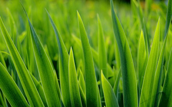 grass,green,grassland