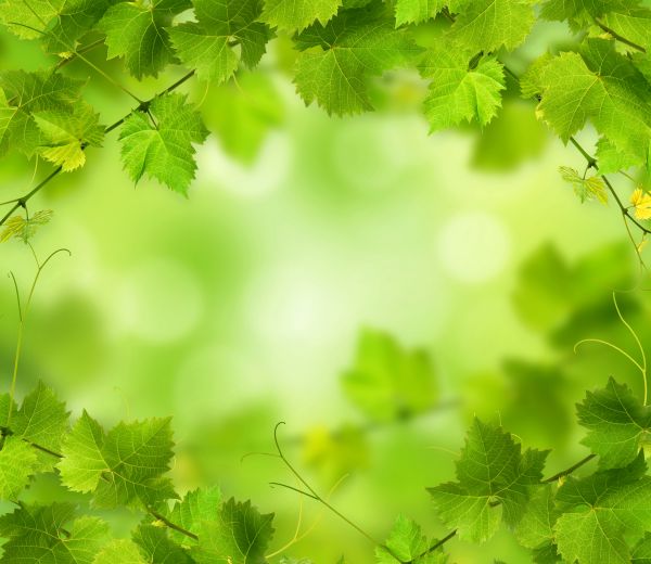 Hd,Natura