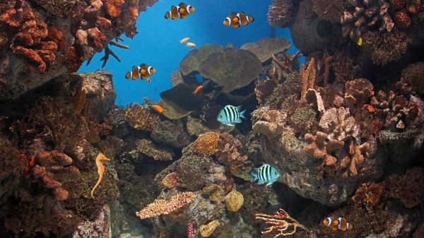 blue,coral reef,ocean,sea