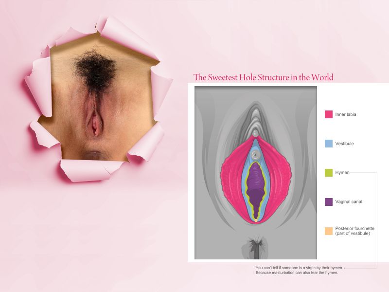 киска,Вульва