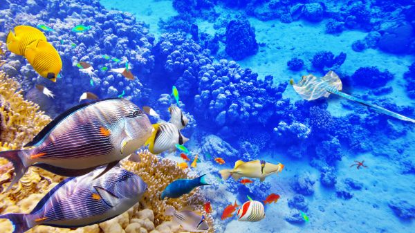 sea,fish