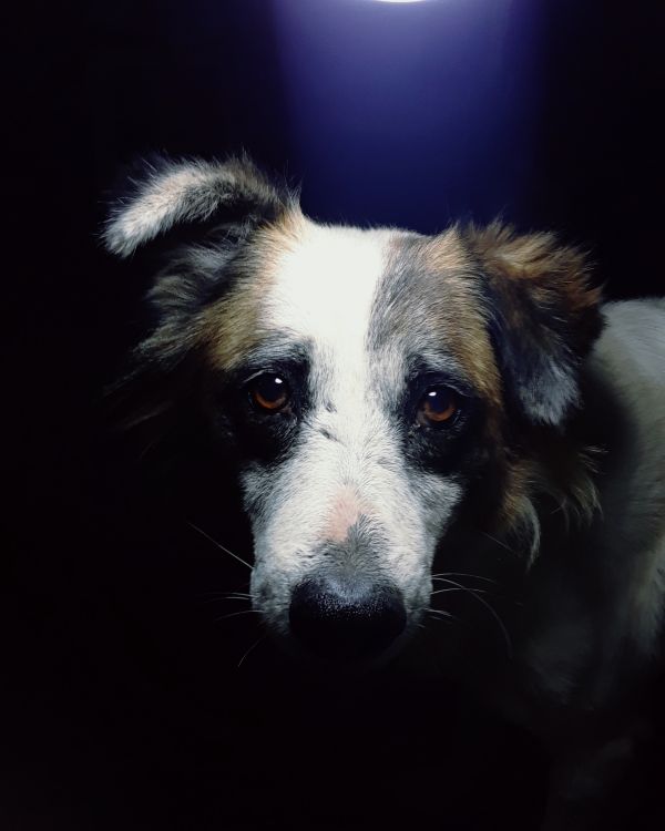 dog