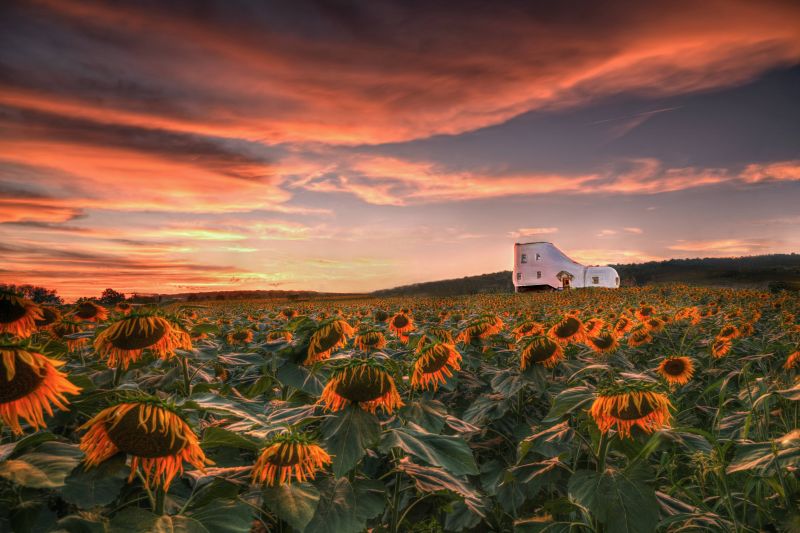 pták, modrá obloha, jasný, uklidnit, kaňon, zblízka