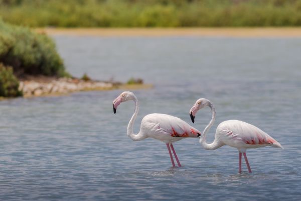 flamingos,animal,nature,water