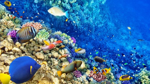 blue,coral reef,ocean,sea