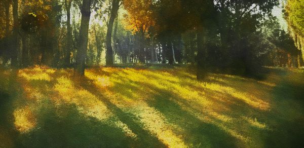 natural,plant,Natural landscape,ecoregion,People in nature,wood