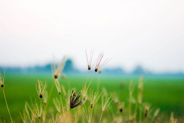 nature