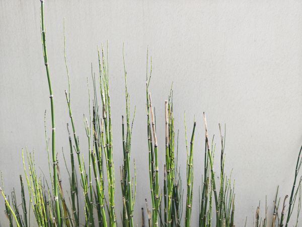 green,plant
