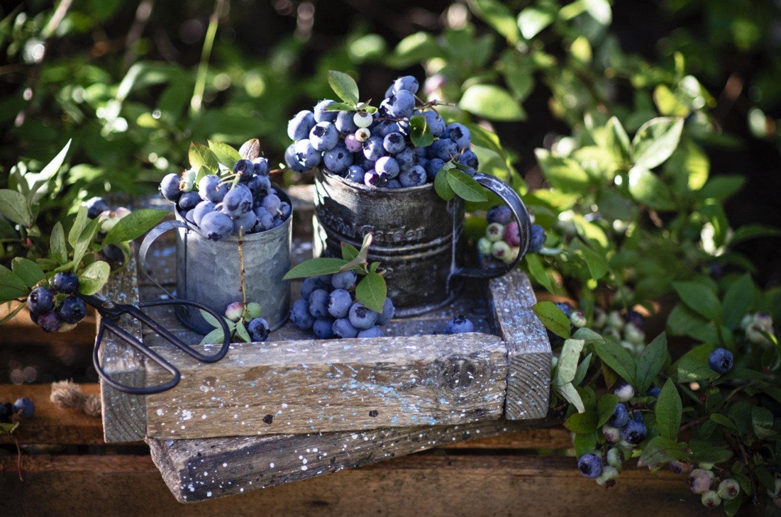 food, fruit, hd