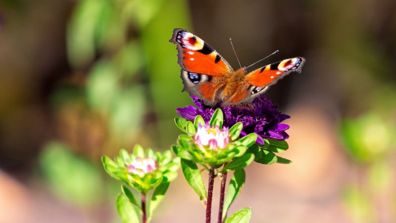 φωτογράφηση