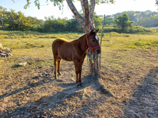 horse,nature,ranch