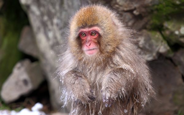 animal,Hd