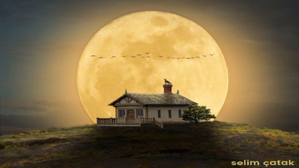 birds,fantastic,fox,hill,home,Moon