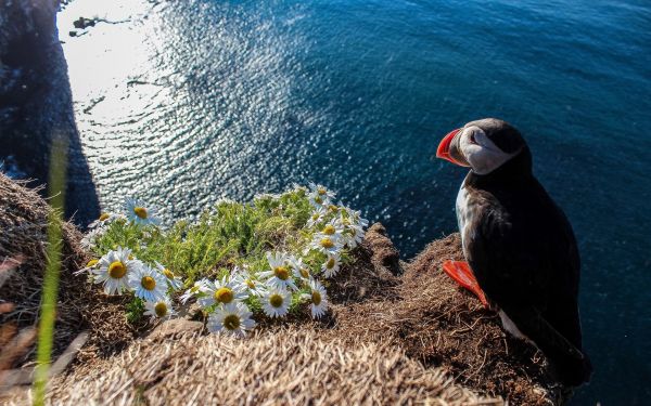 puffin,lautan,air,laut,jurang