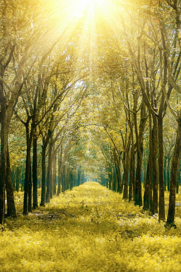 bright,nature,scenery,trees