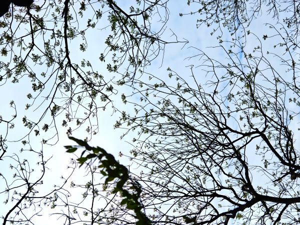 flower,green,plant,blue,sky