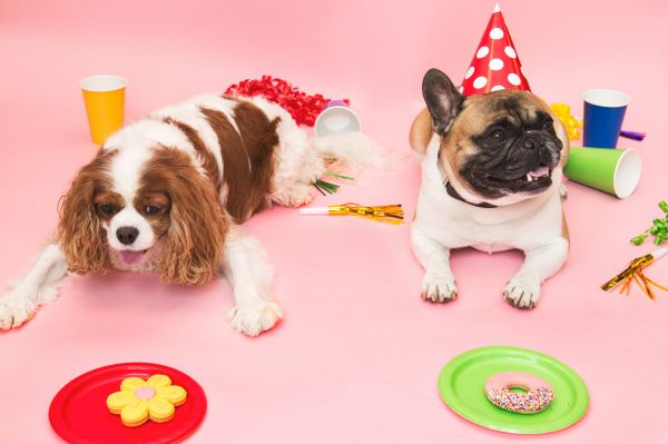 Pets,animal,cachorros,Animais de estimacao,branco,preto