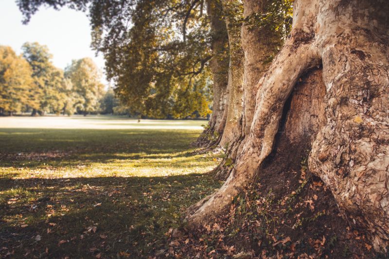 木,パーク,キャヴール,Santena,木,樹皮