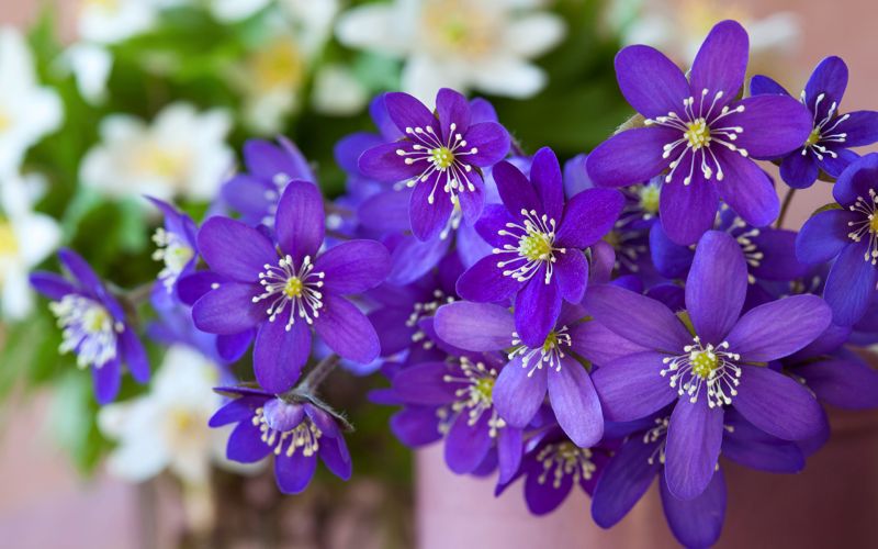 detailopname,bloemen,hepatica,violet